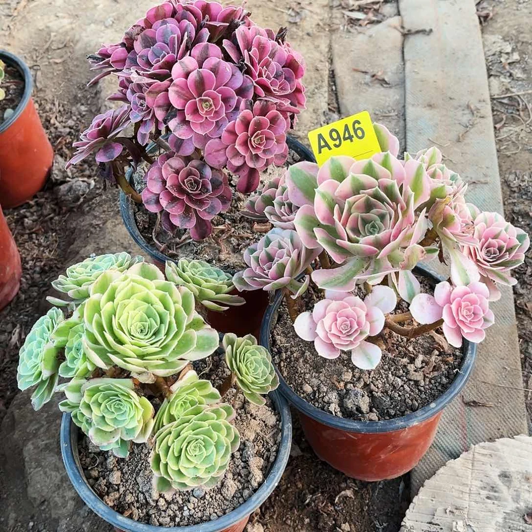 多肉植物946美杜莎，粉女巫，奶白