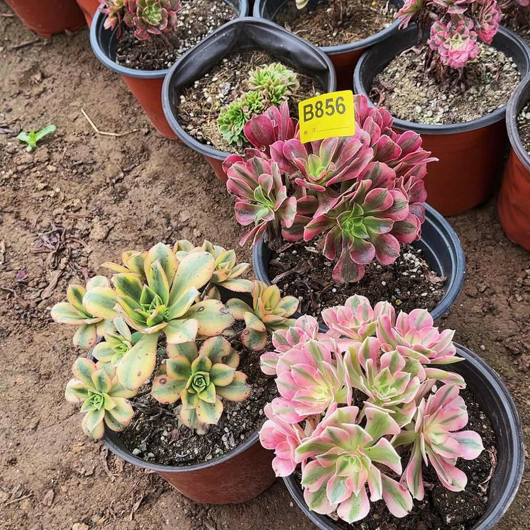 多肉植物856美杜莎，粉女巫，星爆