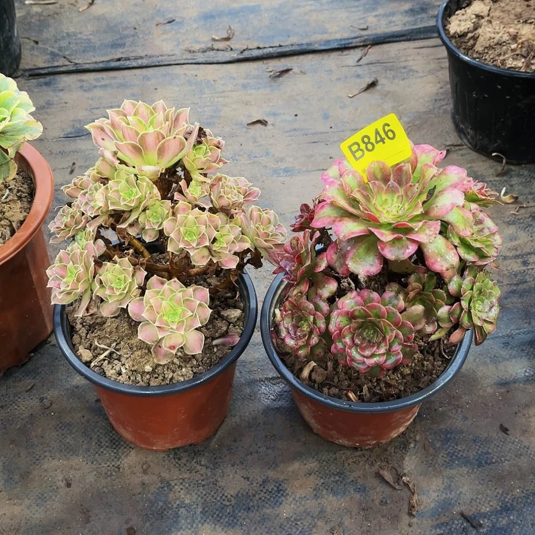 多肉植物846维纳斯，绍华