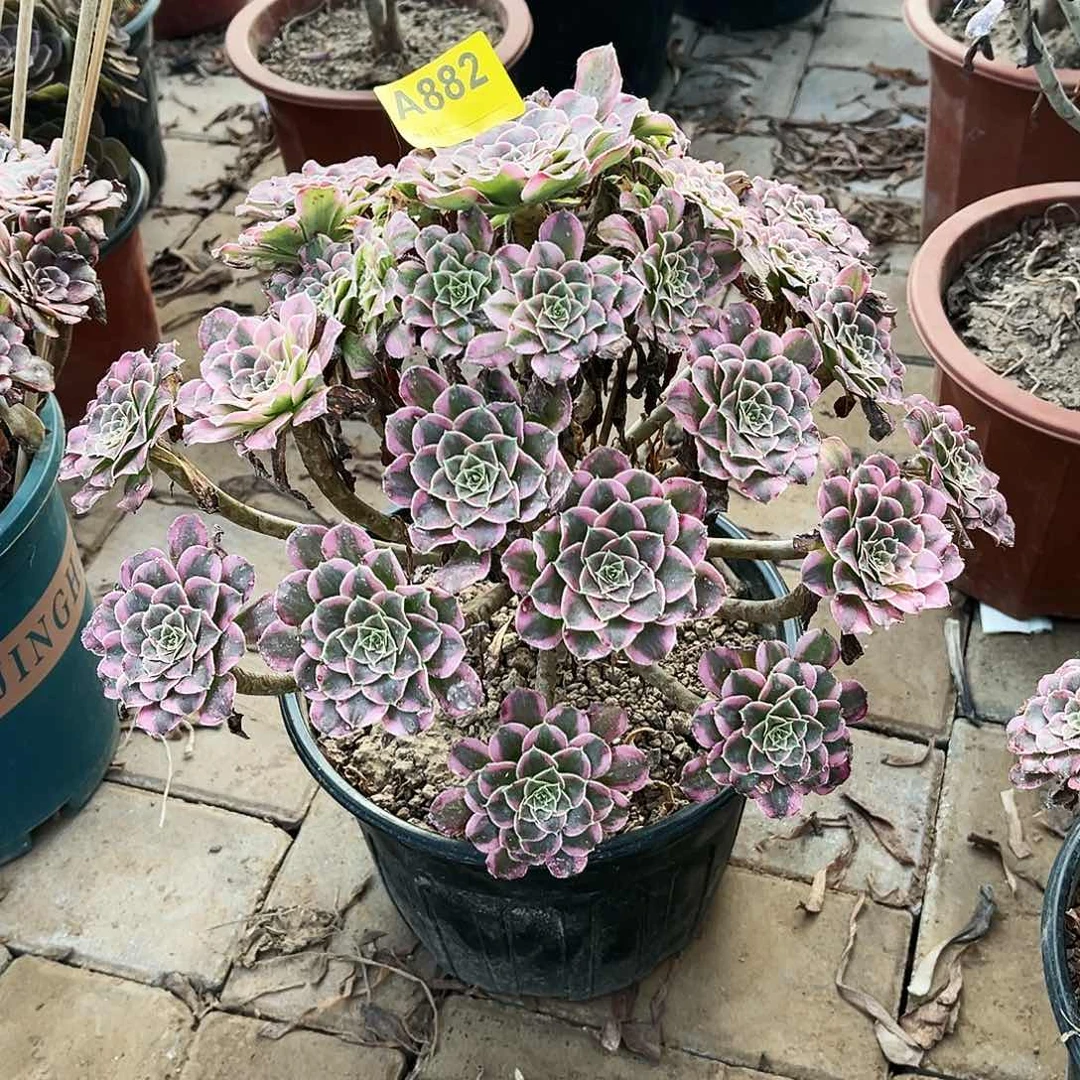 多肉植物822天合