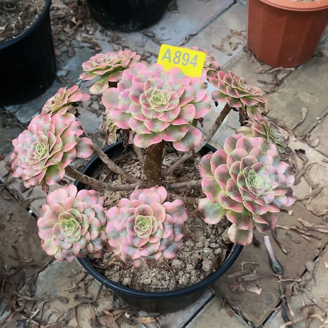 多肉植物894维纳斯