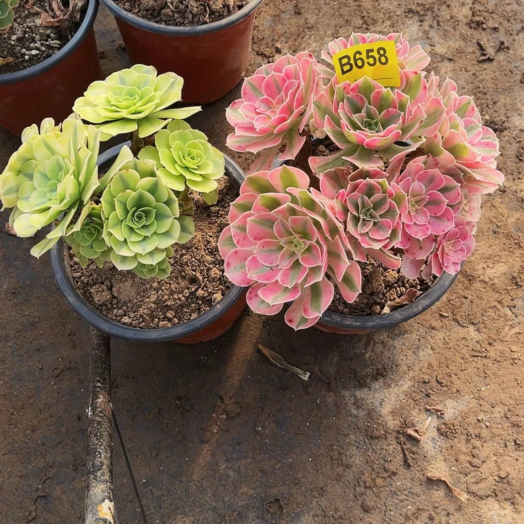 多肉植物658粉女巫，绿豆莎