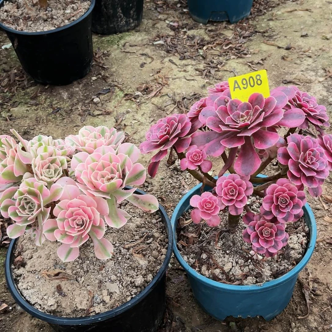 多肉植物908粉女巫，美杜莎