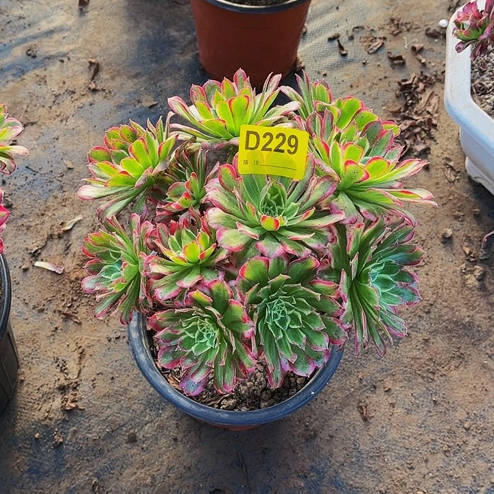 多肉植物229天合小丛林