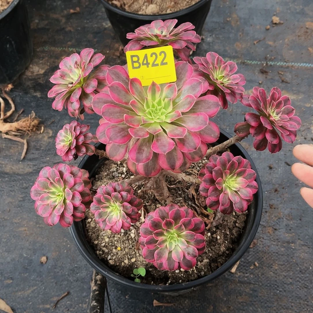 多肉植物422黑铜白