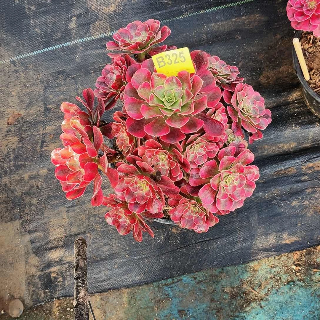 多肉植物325美杜莎