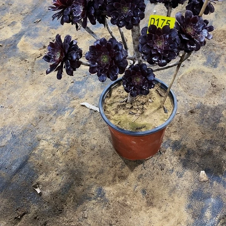 多肉175黑铜壶……多肉