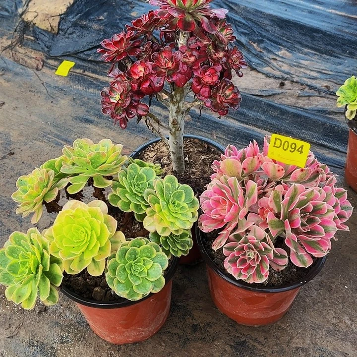 多肉植物094香奈儿，奶白，粉女巫