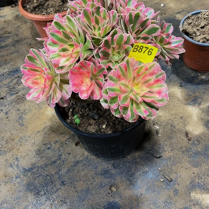 多肉876粉女巫……多肉