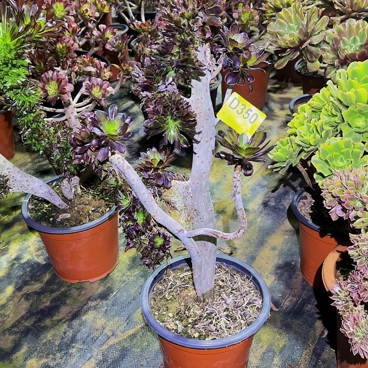 多肉350黑法师缀化……多肉