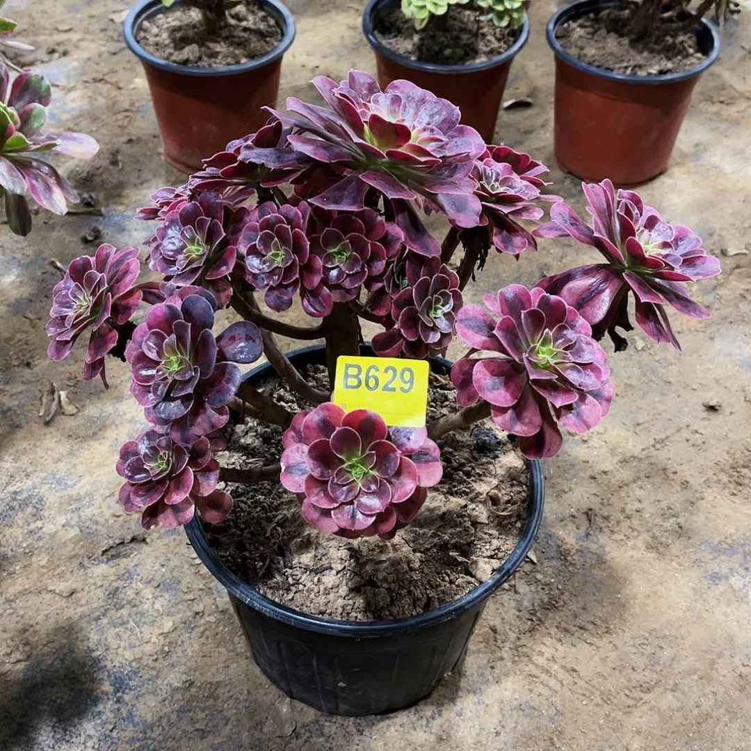 多肉植物629美杜莎