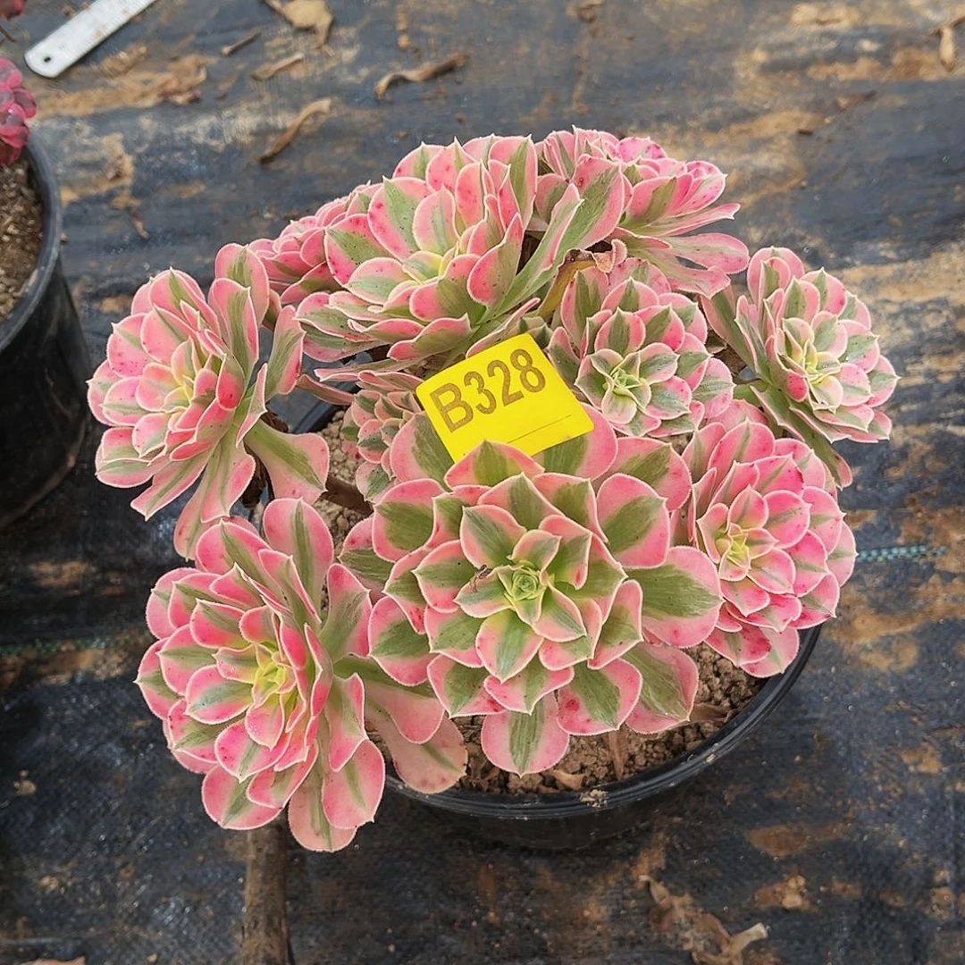 多肉植物328粉女巫