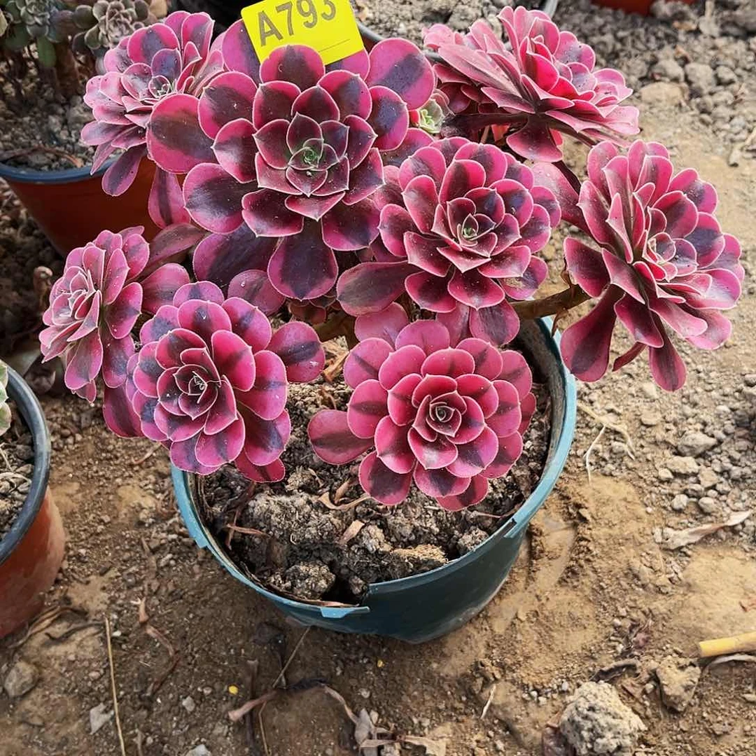 多肉植物793美杜莎