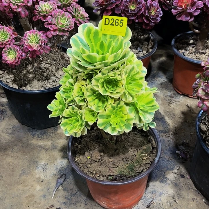 多肉植物265金丝翡翠