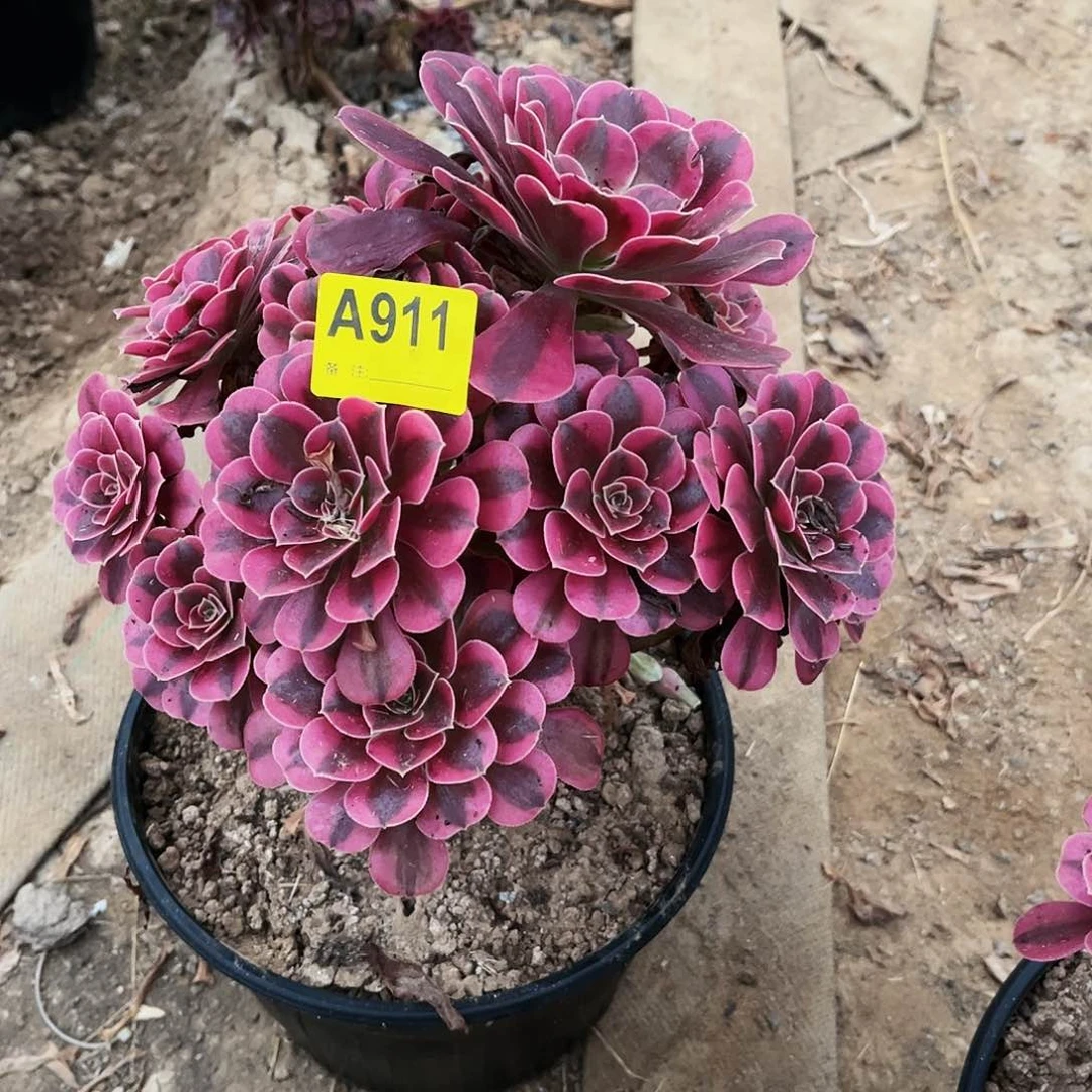多肉植物911美杜莎