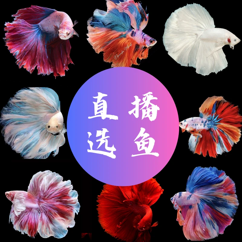 直播选鱼泰国精品斗鱼网红婚纱鱼半月将军狮王马尾热带鱼易养耐活