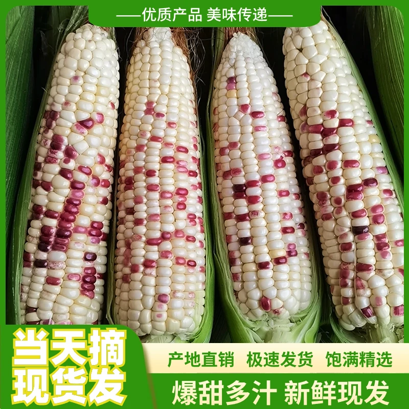 新鲜花露天当季水果香甜玉米棒子优选带壳苞谷粘黏软露天蔬菜包邮