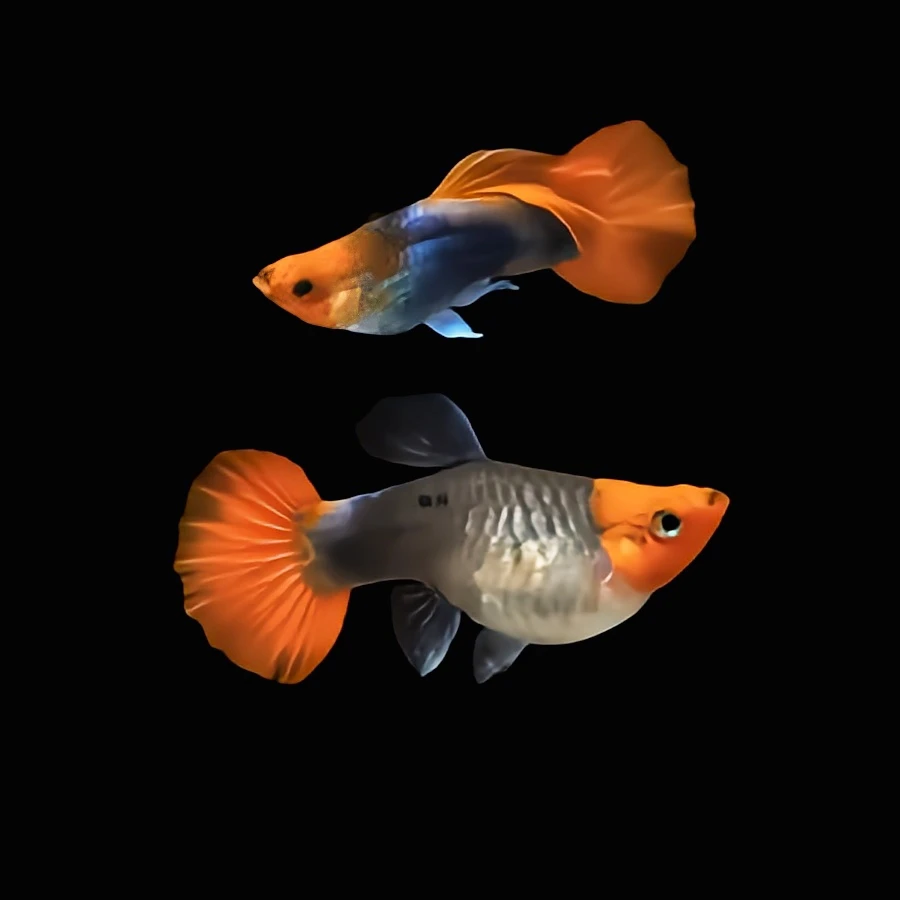 短身深海蓝贵族孔雀鱼 精品孔雀鱼 热带鱼 家养小型鱼 胎生鱼