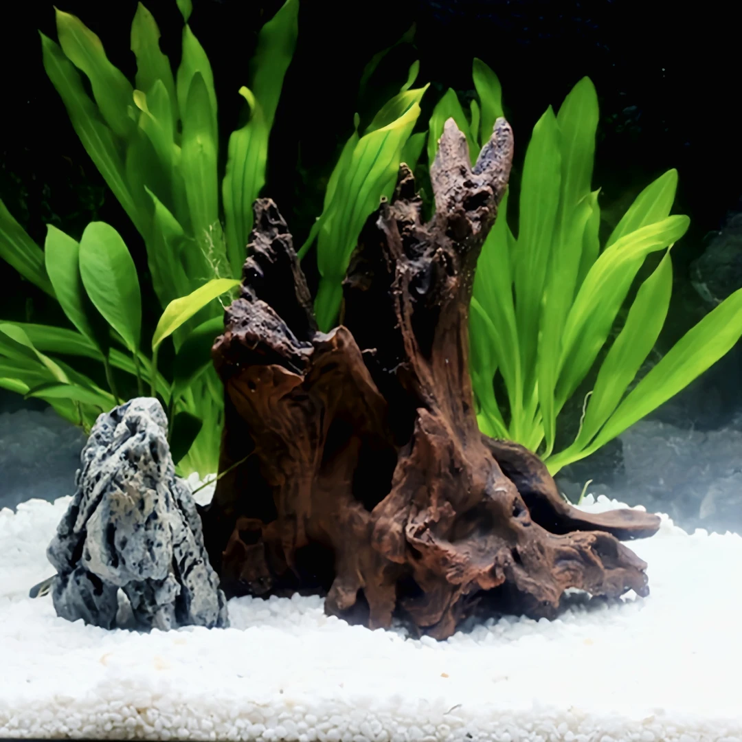 皇冠草水草鱼缸水族箱造景水景装饰天然真水草活体植物大皇冠草新