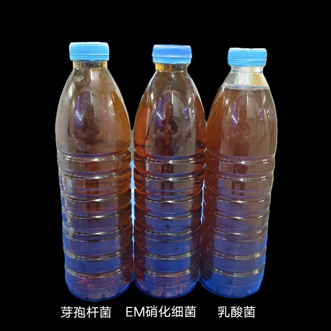 芽孢杆菌  EM硝化细菌 乳酸菌