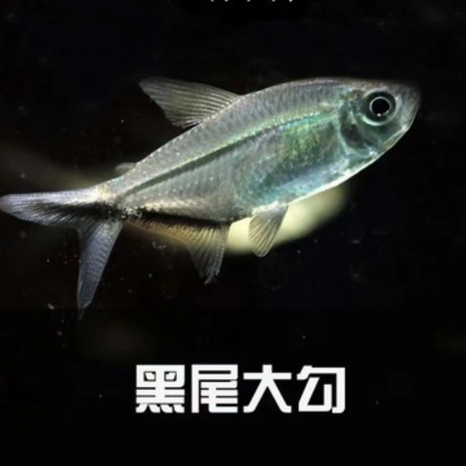 新疆包邮发货黑尾大勾鱼群游鱼小型热带鱼家养观赏鱼群游观赏鱼鱼