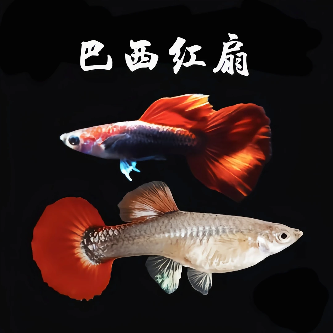 新疆包邮发货红扇孔雀鱼精品孔雀鱼热带鱼 家养小型鱼 胎生鱼