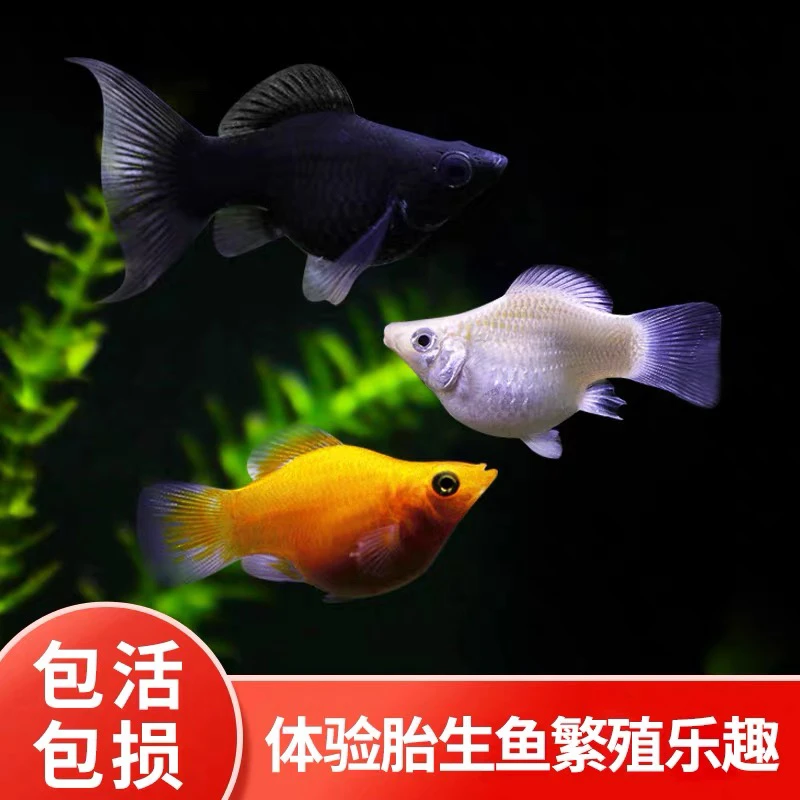 皮球鱼玛丽鱼三色玛丽黑玛丽鱼胎生鱼小型鱼观赏鱼家养热带鱼