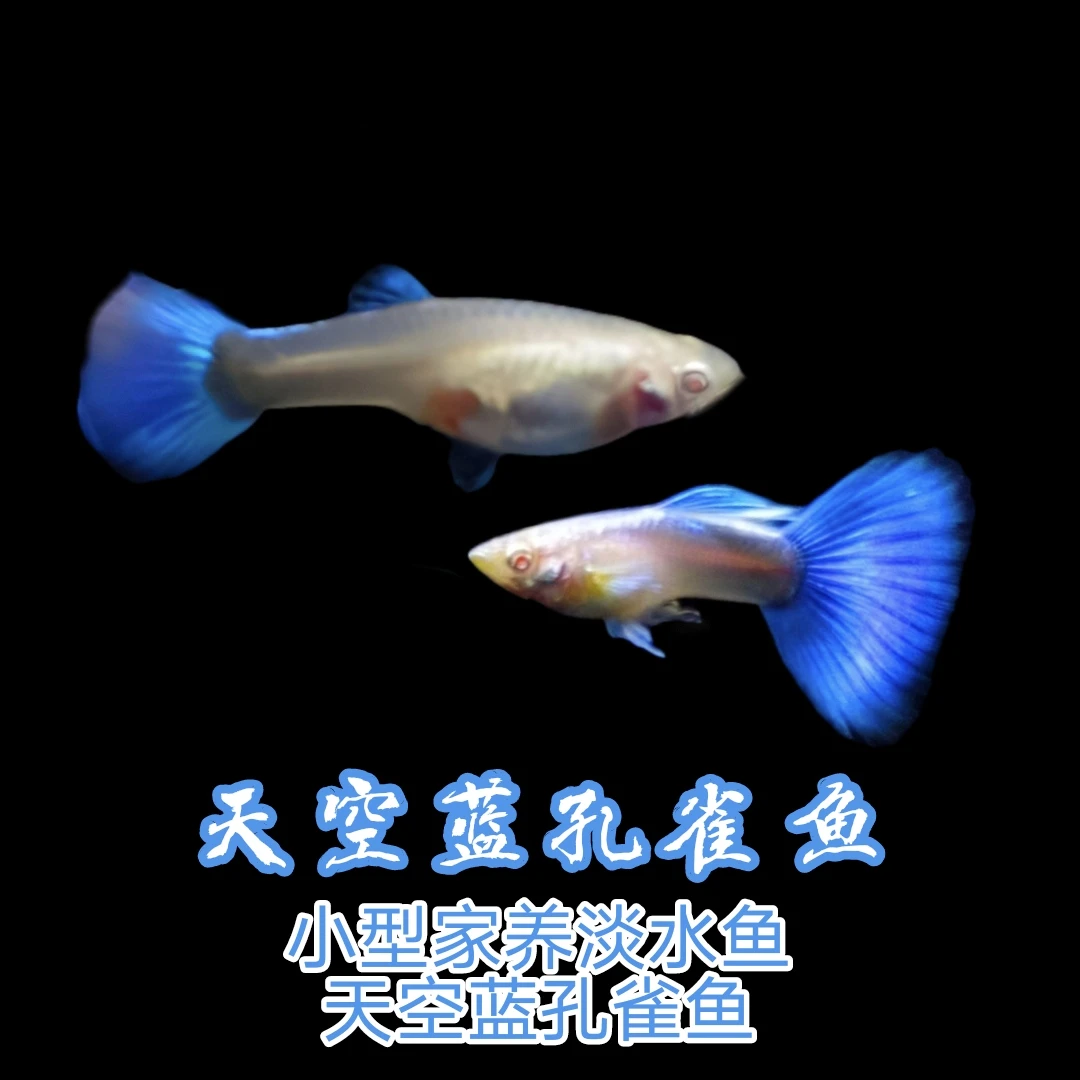 天空蓝 蓝白孔雀鱼 精品孔雀鱼 热带鱼 家养小型鱼 胎生鱼