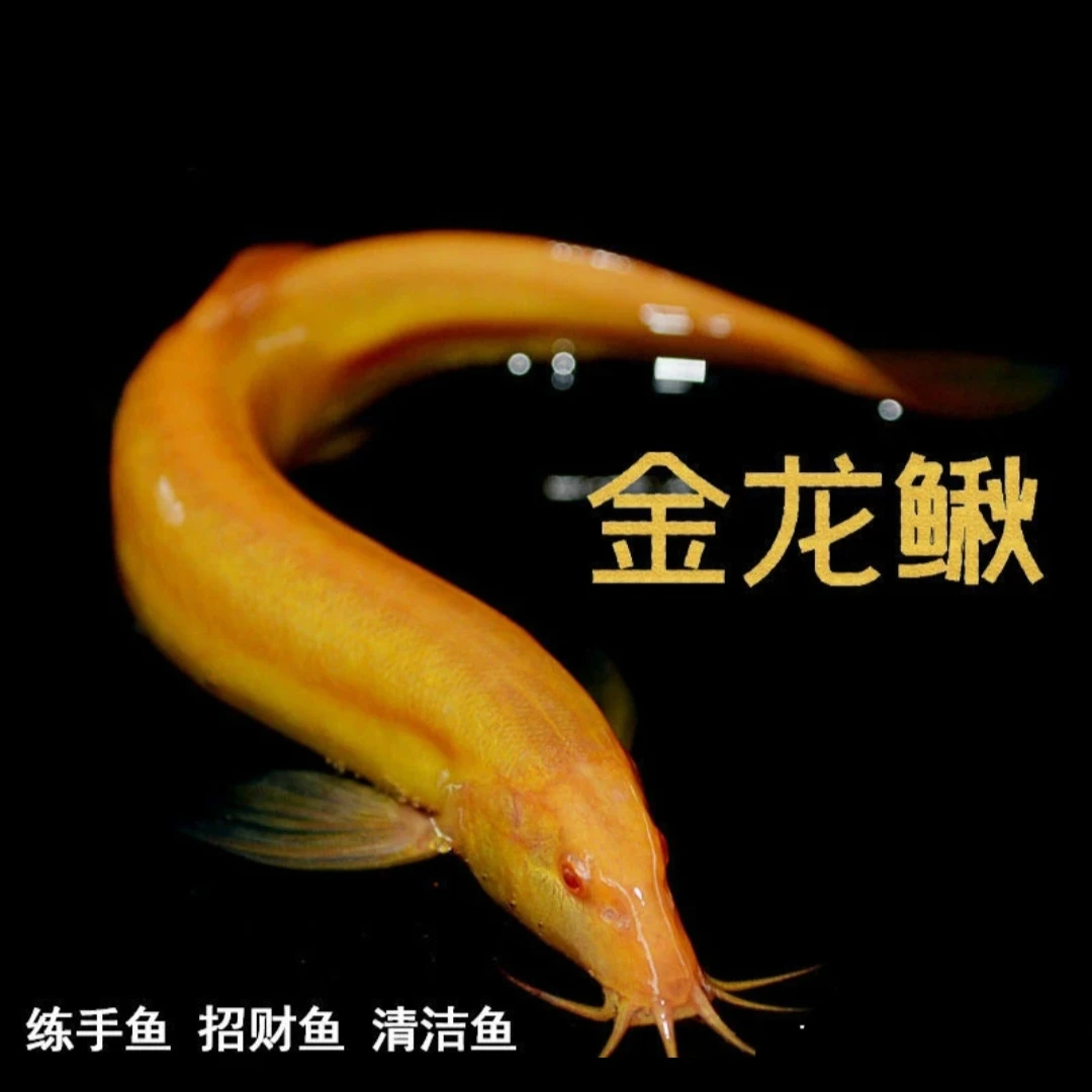 新疆包邮发货黄金鳅清道夫金龙鳅好养黄金泥鳅淡水鱼小金鱼