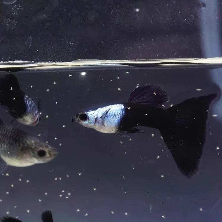 新疆包邮发货爱尔银蓝礼服孔雀鱼 精品孔雀鱼 热带鱼家养小型鱼