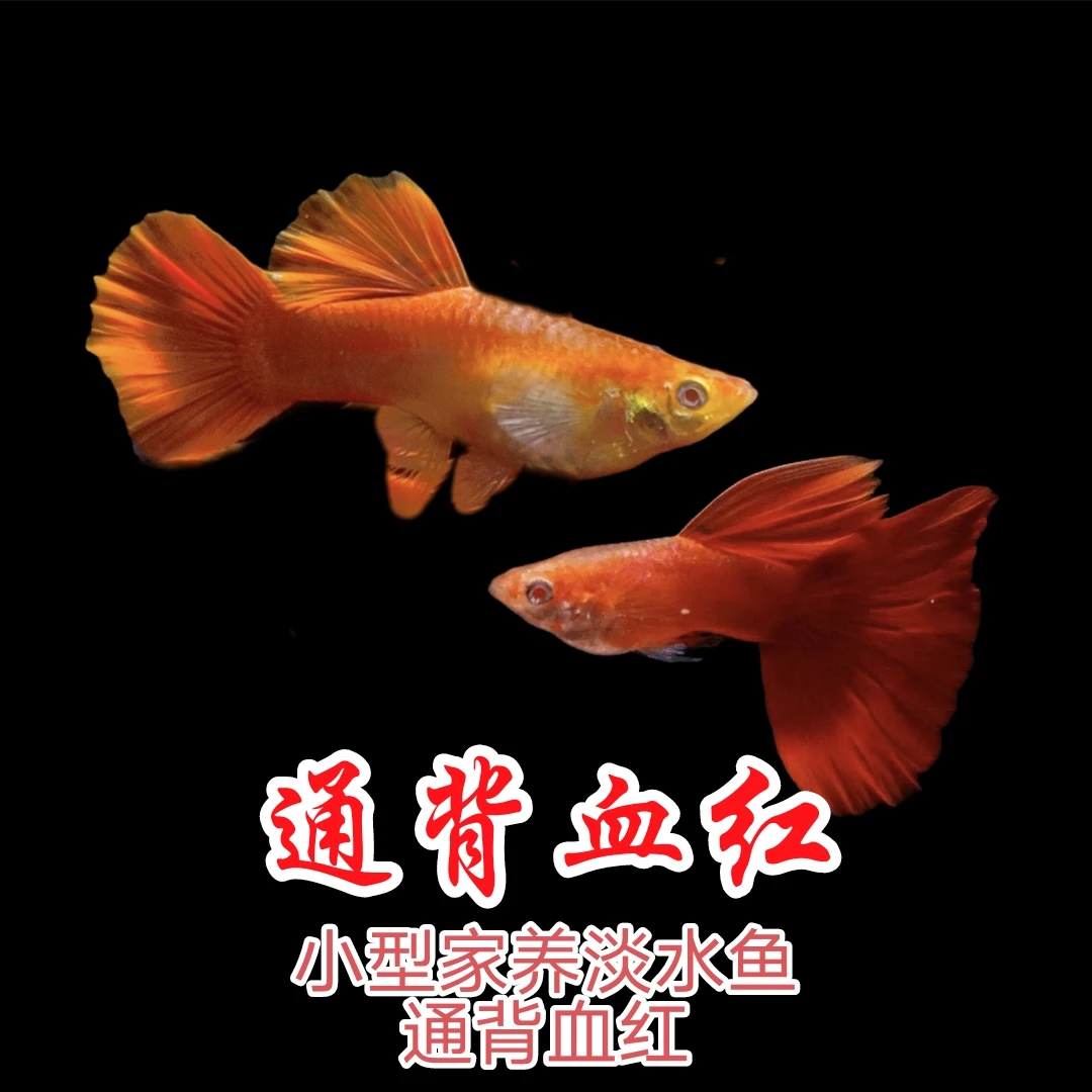 新疆包邮发货通背血红孔雀鱼精品孔雀鱼热带鱼家养小型鱼胎生