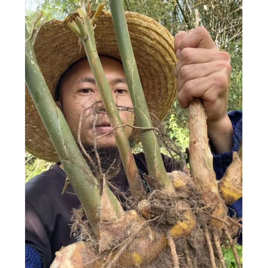 风姜月子姜月婆姜洗头洗澡泡脚煮汤