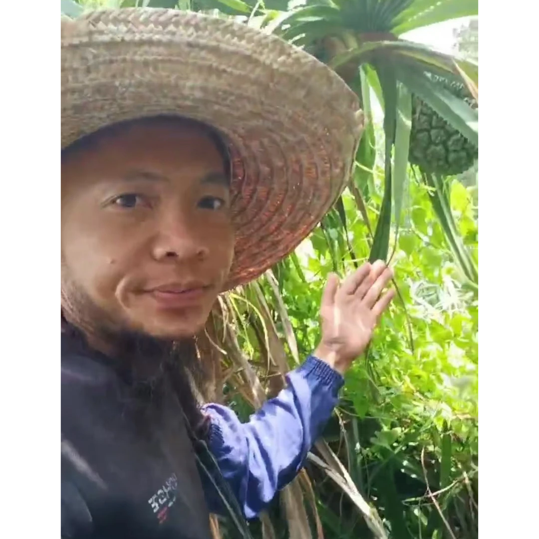 山菠萝俗称露兜果鲜果整个