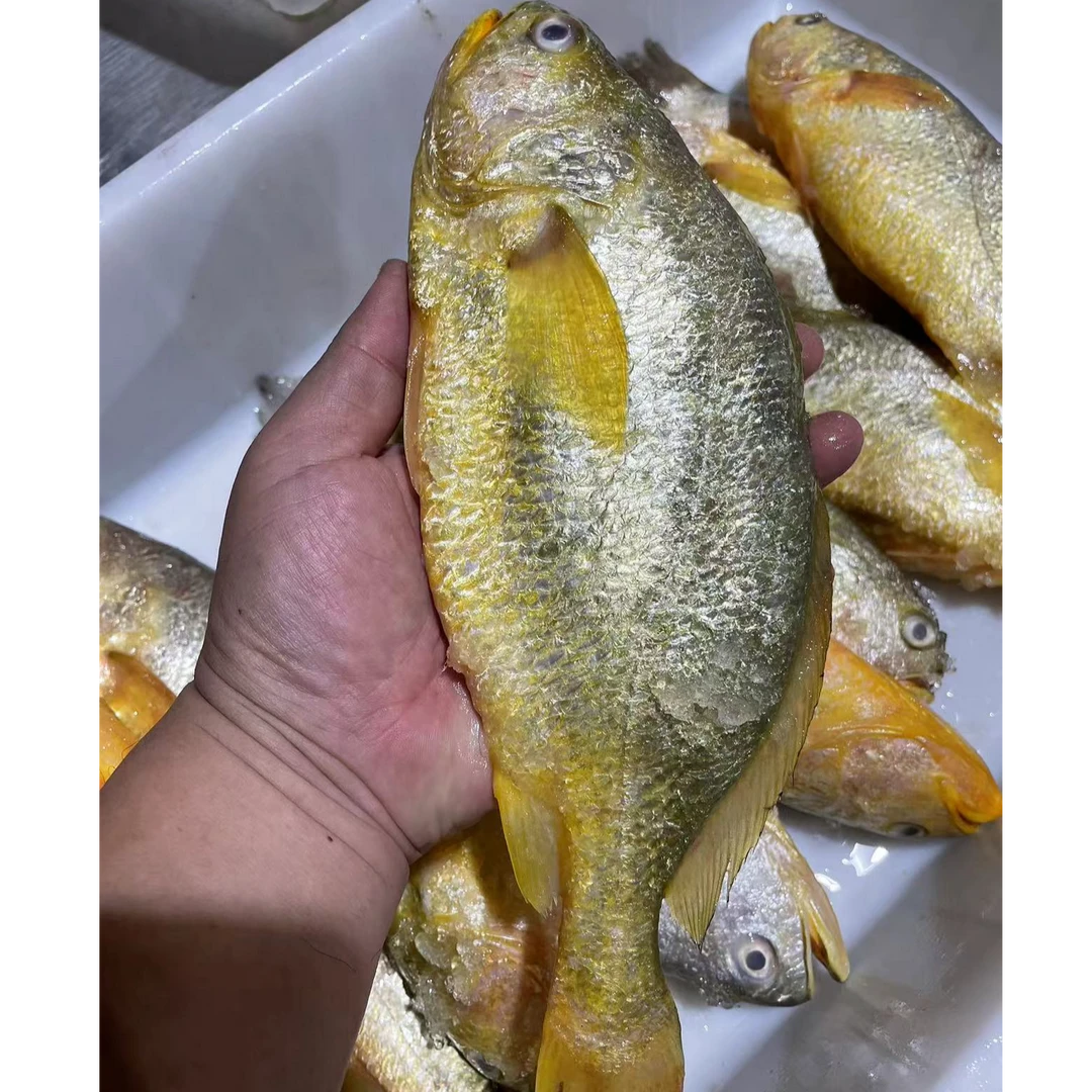 大黄花鱼美味，3-4条一箱，共3.8到4斤