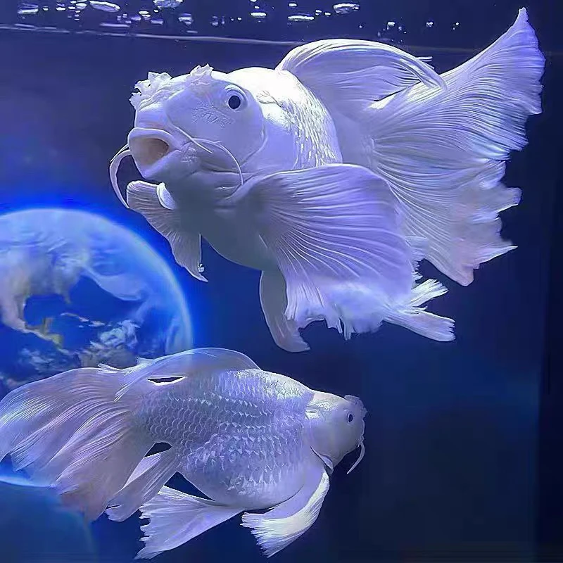 蝴蝶鲤白球16-18公分石膏白饲养混养发货好养养鱼