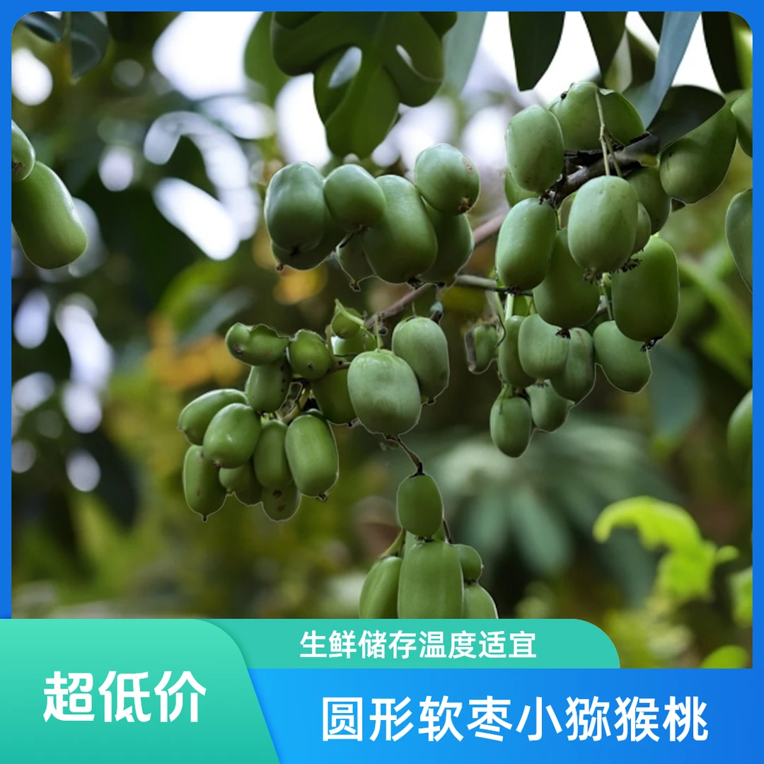 【放软再吃】软枣猕猴桃奇异莓软枣小猕猴桃