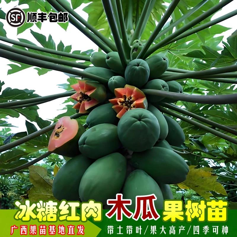 大青红肉水果木瓜苗黄金木瓜苗矮化盆栽地栽易种植好管理四季结果