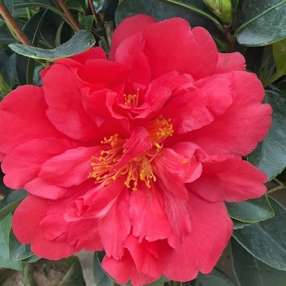 四季茶-夏日七星(大花型带花蕊）