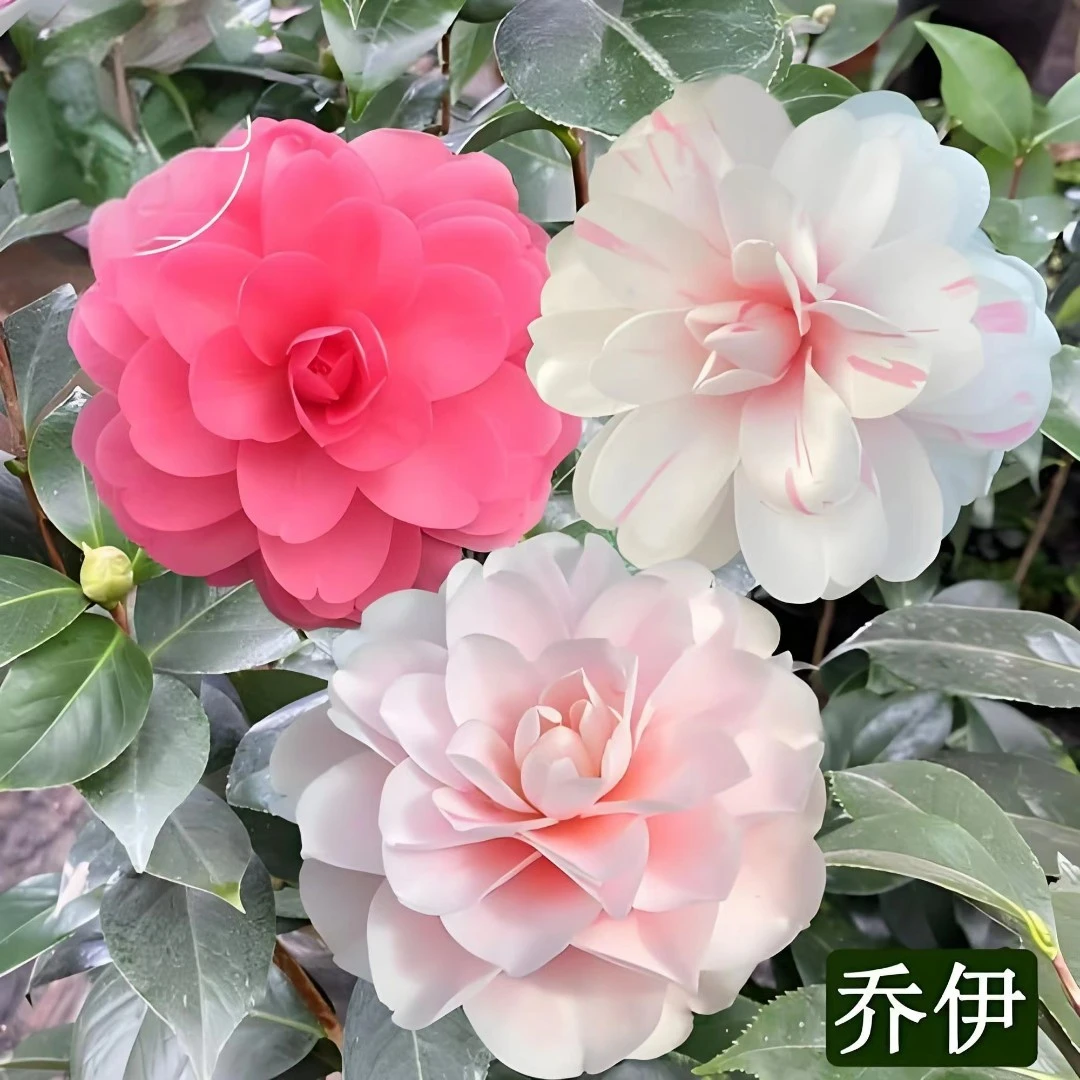 山茶花-乔伊-进口珍贵品种【一到三色大花型】