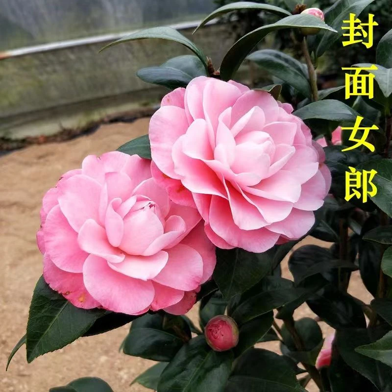 美人艳-珍贵稀有品种(大花型）