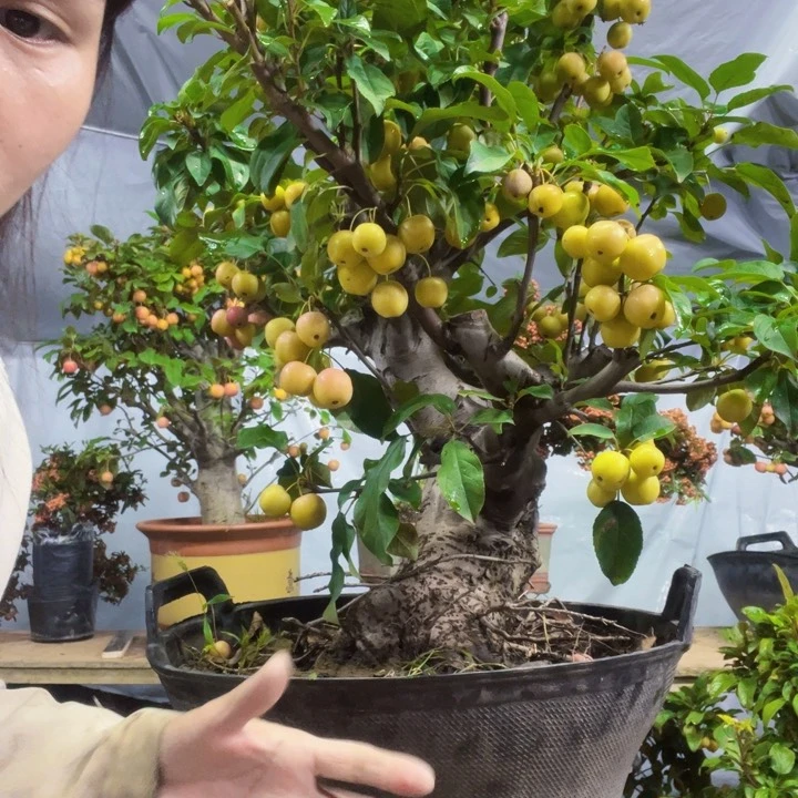 荒***石海棠盆景一物一拍