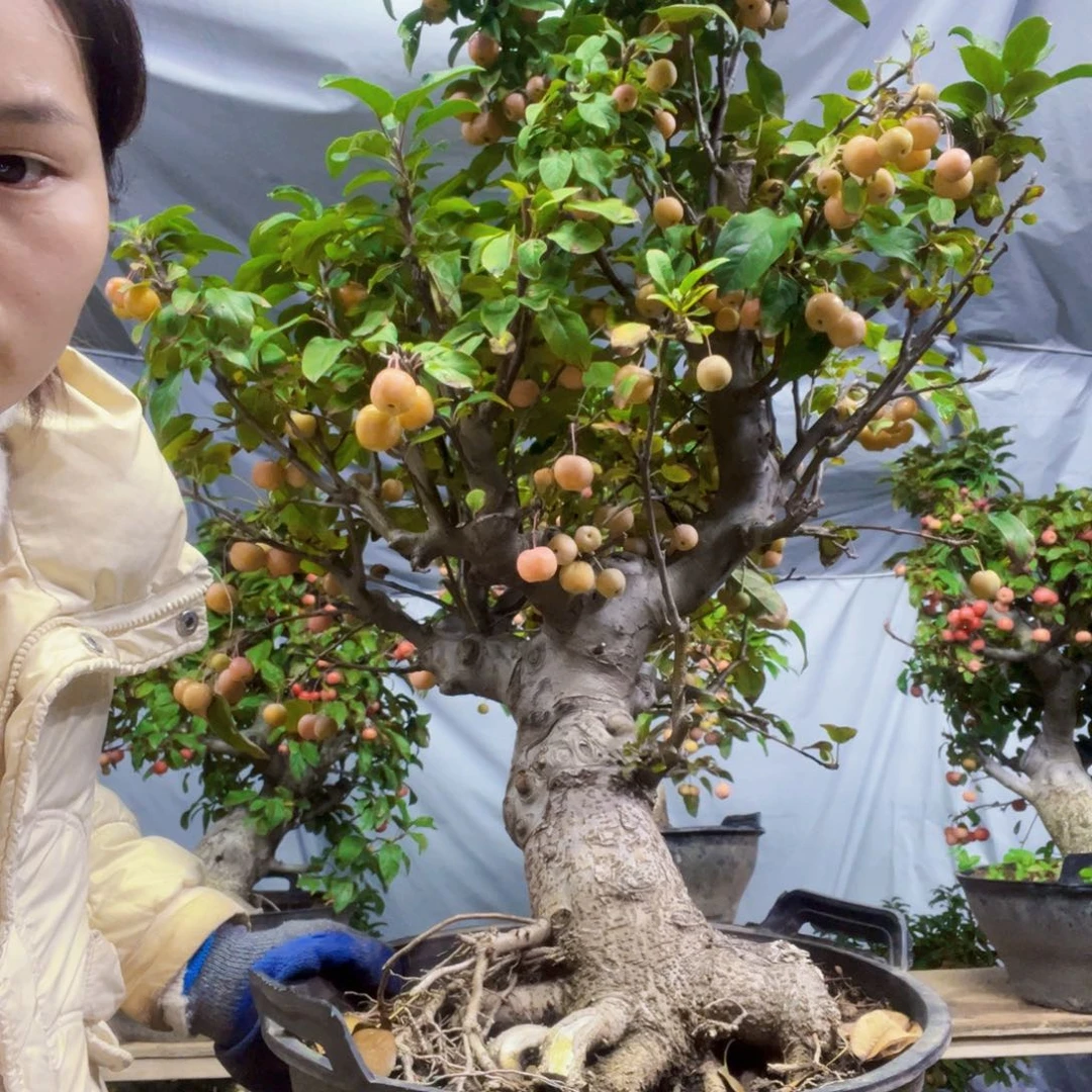 锦****富海棠盆景一物一拍