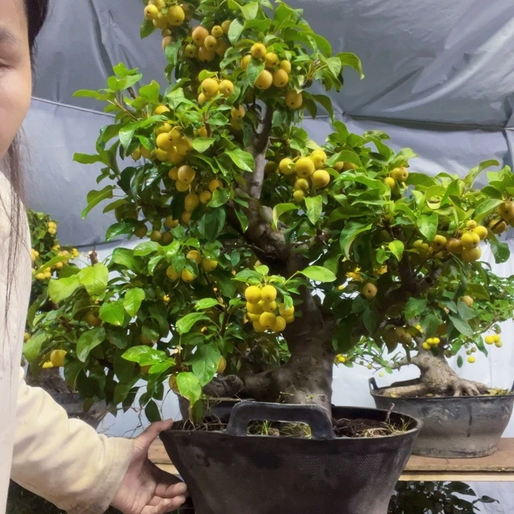 上****）海棠盆景一物一拍