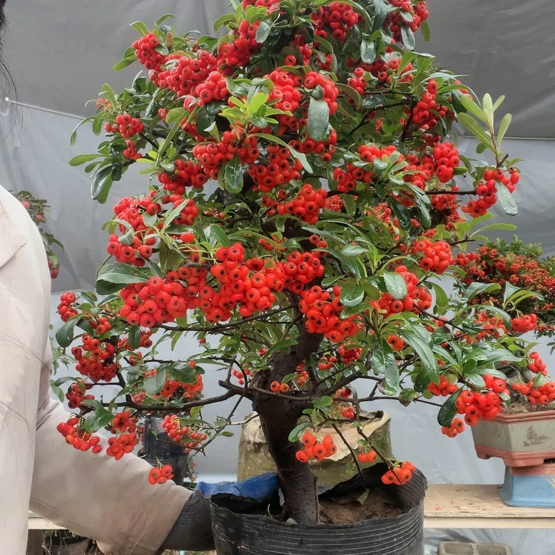 永***?海棠盆景一物一拍