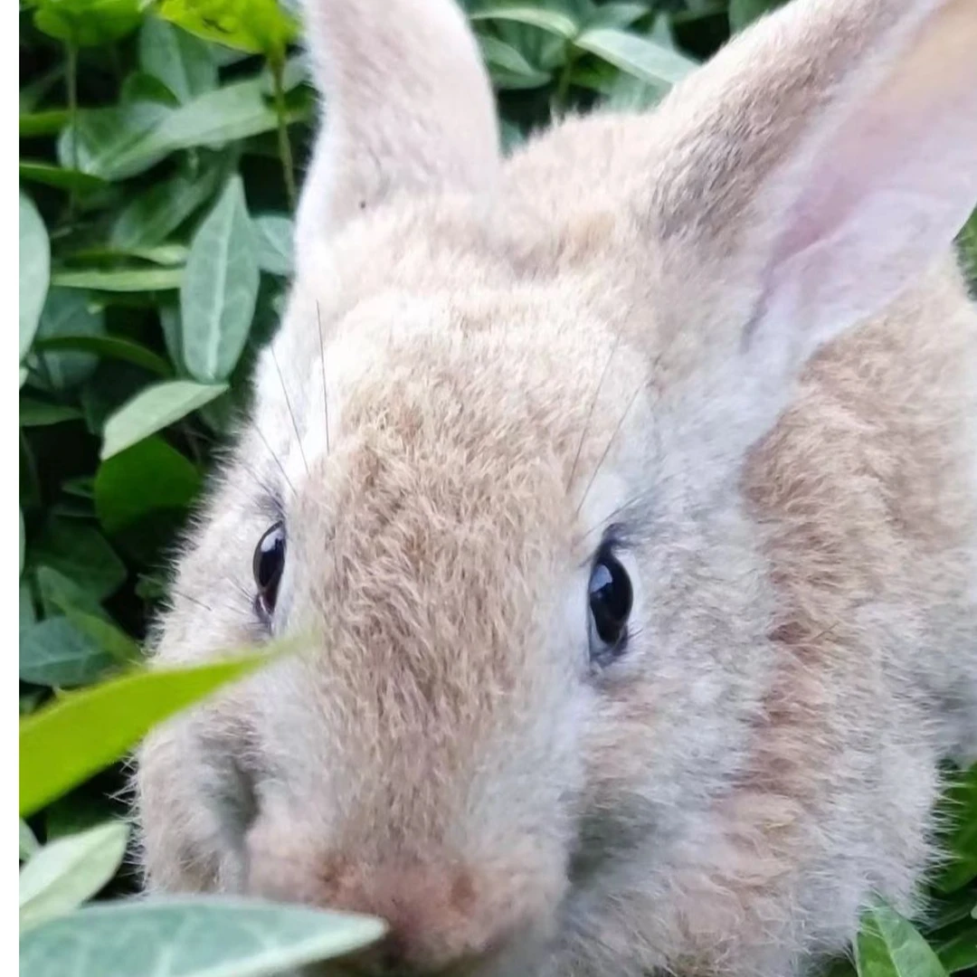 比利时兔伊拉兔肉兔长大可以繁殖长大15斤左右