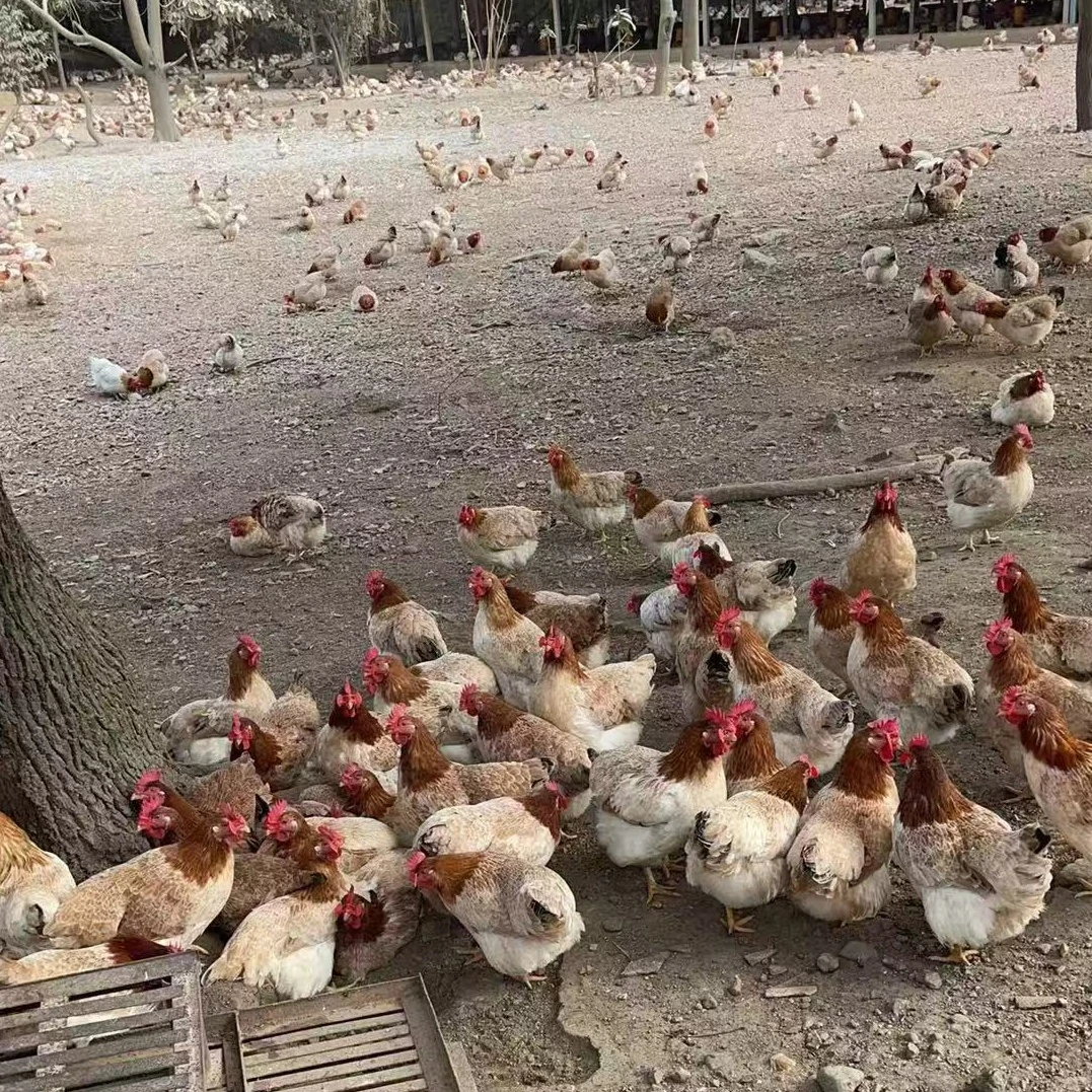 【整鸡】2只海南金文昌土鸡散养鸡