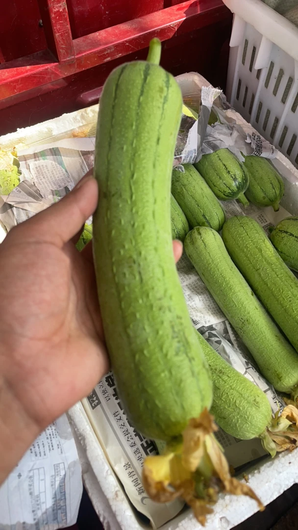10.08丝瓜 农家自己自种 肉丝瓜