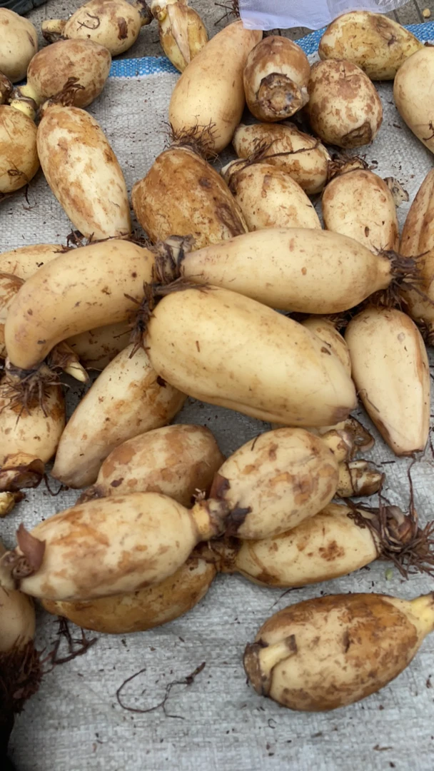 10赶集农户自家种植 鲜摘 莲藕