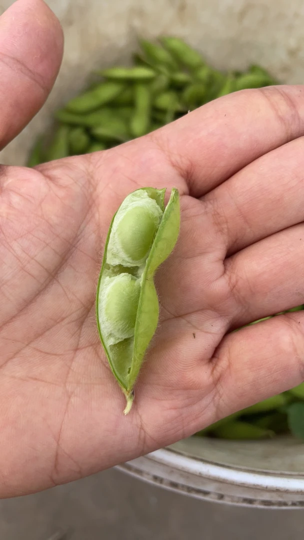 毛豆 农家菜  鲜摘青豆，毛豆