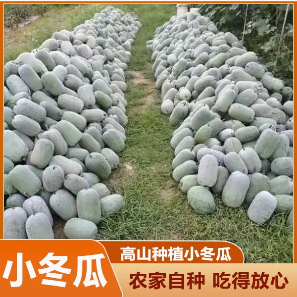 广西农家自种小冬瓜当季时令新鲜小冬瓜小节瓜农家小毛瓜新鲜蔬菜